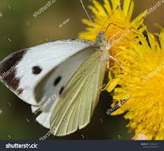 Attēlu rezultāti vaicājumam “Pieris brassicae”