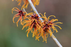 Attēlu rezultāti vaicājumam “Hamamelis japonica leaf”
