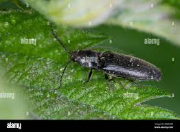 Attēlu rezultāti vaicājumam “Hemicrepidius sp.”