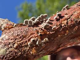 Attēlu rezultāti vaicājumam “Gloeoporus taxicola”