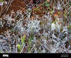 Attēlu rezultāti vaicājumam “Cladonia stygia”