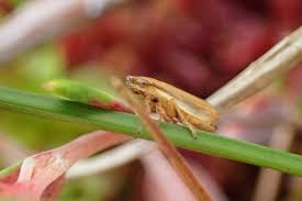 Attēlu rezultāti vaicājumam “Neophilaenus lineatus”