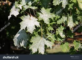 Attēlu rezultāti vaicājumam “Sawadaea tulasnei”