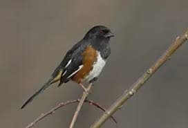 Image result for Pipilo erythrophthalmus