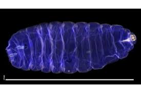 Attēlu rezultāti vaicājumam “Enteridium variabile macro”