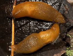 Attēlu rezultāti vaicājumam “Malacolimax tenellus”