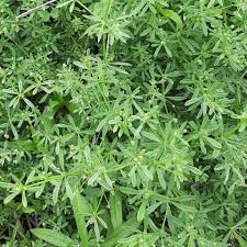 Attēlu rezultāti vaicājumam “Galium trifidum”