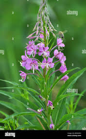 Image result for Epilobium angustifolium