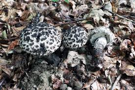 Attēlu rezultāti vaicājumam “Strobilomyces strobilaceus”