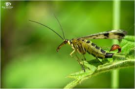 Attēlu rezultāti vaicājumam “Panorpa communis”