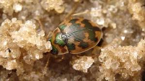 Attēlu rezultāti vaicājumam “Omophron limbatum”