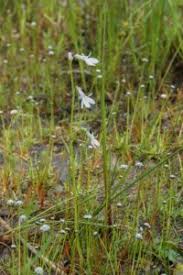 Attēlu rezultāti vaicājumam “Lobelia dortmanna flower”