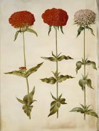 Attēlu rezultāti vaicājumam “Silene chalcedonica”