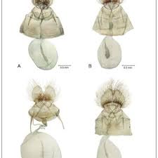 Attēlu rezultāti vaicājumam “Eana incanana”