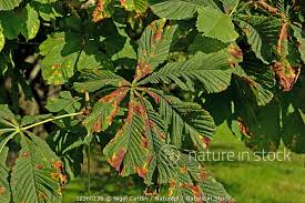Attēlu rezultāti vaicājumam “Aesculus hippocastanum leaf”