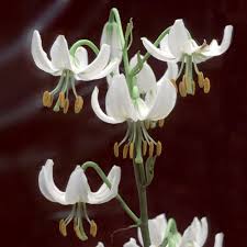 Image result for Lilium martagon Alba