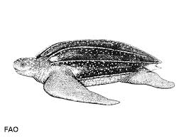 Image result for Dermochelys coriacea