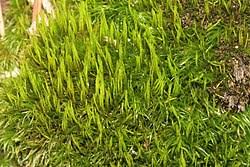 Attēlu rezultāti vaicājumam “Dicranum flagellare”