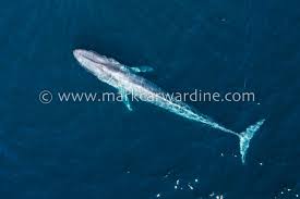 Image result for Balaenoptera musculus