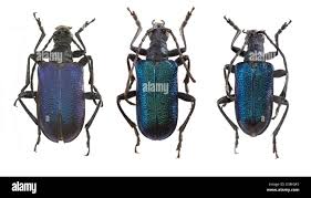 Attēlu rezultāti vaicājumam “Gaurotes virginea”