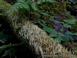 Attēlu rezultāti vaicājumam “Eocronartium muscicola”