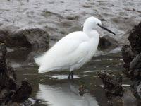 Attēlu rezultāti vaicājumam “Egretta garzetta”