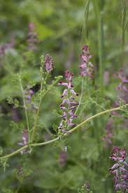 Attēlu rezultāti vaicājumam “Fumaria officinalis flower”