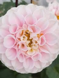 Image result for Dahlia x pinnata `Pompon Lilliput`