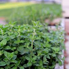 Attēlu rezultāti vaicājumam “Origanum vulgare leaf”