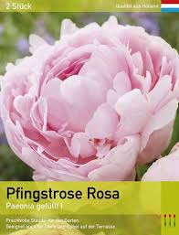 Image result for Pfingstrose