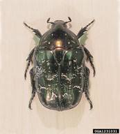 Attēlu rezultāti vaicājumam “Liocola lugubris”