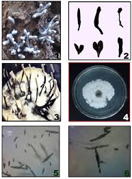 Attēlu rezultāti vaicājumam “Xylaria”