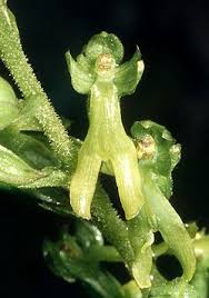 Attēlu rezultāti vaicājumam “Listera ovata flower”