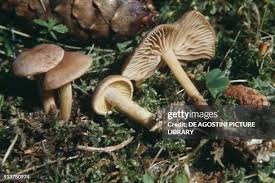 Attēlu rezultāti vaicājumam “Collybia sp.”