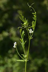 Attēlu rezultāti vaicājumam “Vicia hirsuta flower”