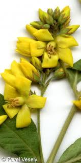 Attēlu rezultāti vaicājumam “Lysimachia vulgaris fruit”