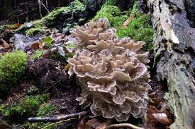 Attēlu rezultāti vaicājumam “Grifola frondosa”