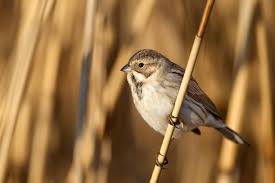 Attēlu rezultāti vaicājumam “Emberiza schoeniclus”