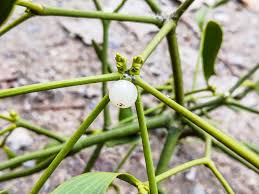 Attēlu rezultāti vaicājumam “Viscum album fruit”