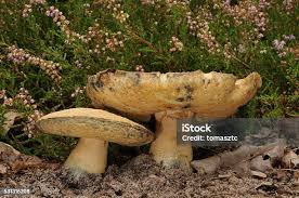 Attēlu rezultāti vaicājumam “Gyroporus cyanescens”