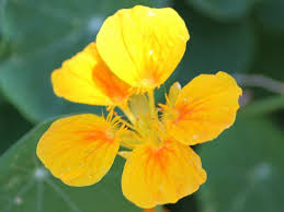 Attēlu rezultāti vaicājumam “Tropaeolum majus flower”