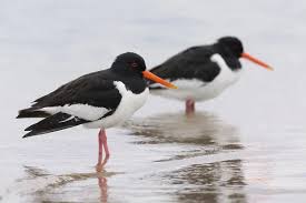 Attēlu rezultāti vaicājumam “Haematopus ostralegus adult”