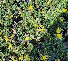 Attēlu rezultāti vaicājumam “Helianthemum nummularium”