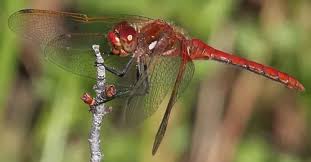 Attēlu rezultāti vaicājumam “Sympetrum”