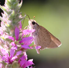 Attēlu rezultāti vaicājumam “Thymelicus sylvestris female”
