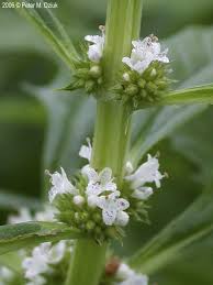 Attēlu rezultāti vaicājumam “Lycopus europaeus flower”