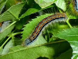 Attēlu rezultāti vaicājumam “Malacosoma castrensis male”