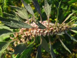 Attēlu rezultāti vaicājumam “Leonurus quinquelobatus leaf”