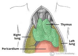 Image result for Thymus