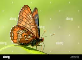 Attēlu rezultāti vaicājumam “Euphydryas maturna”